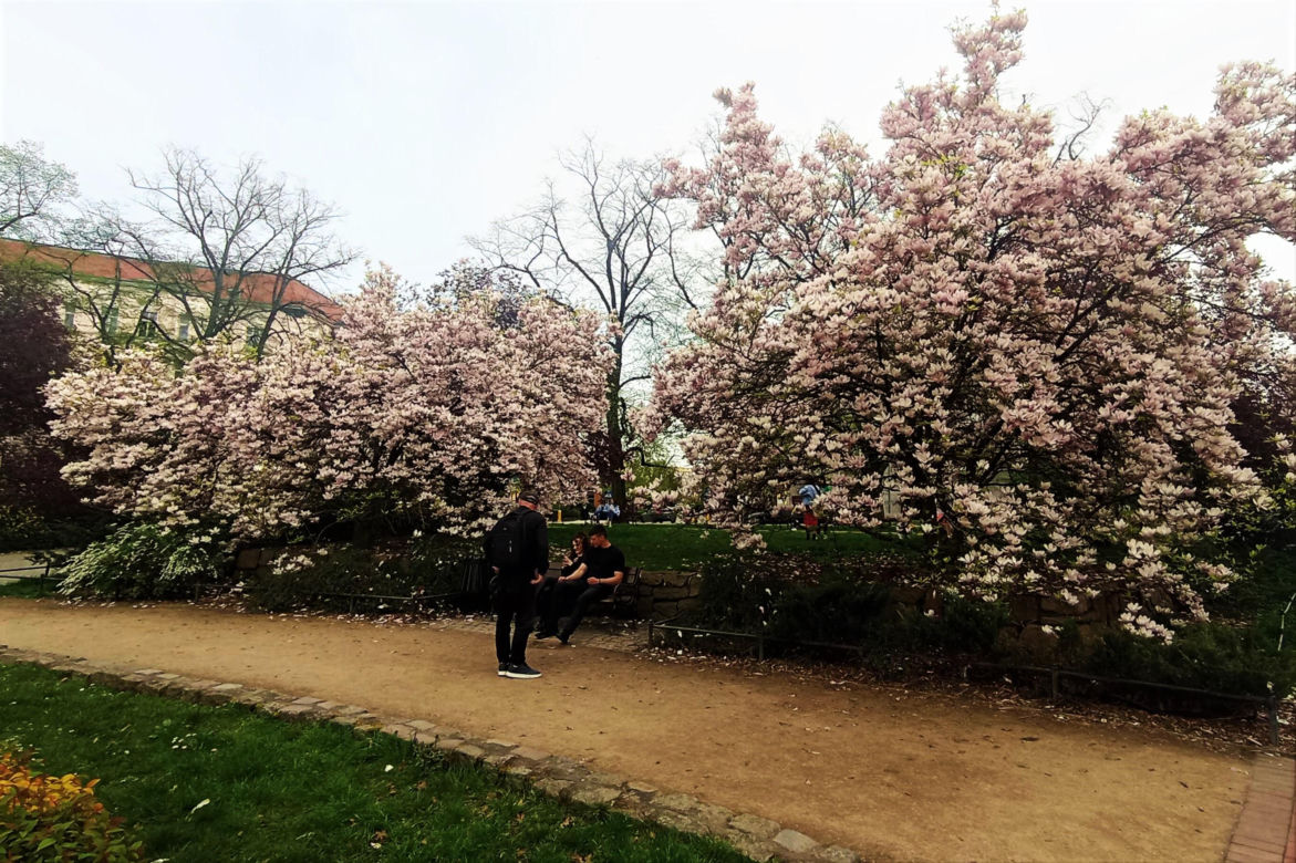 Magnolie w Szczecinie