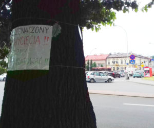 200-letni dąb w Rzeszowie uratowany przez mieszkańców