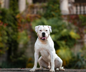 Bulldog amerykański