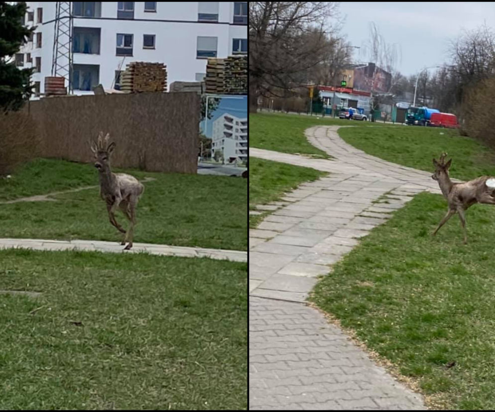 Niecodzienny gość na Targówku. Mieszkańcy aż przecierali oczy ze zdziwienia. Skąd się tam wziął?