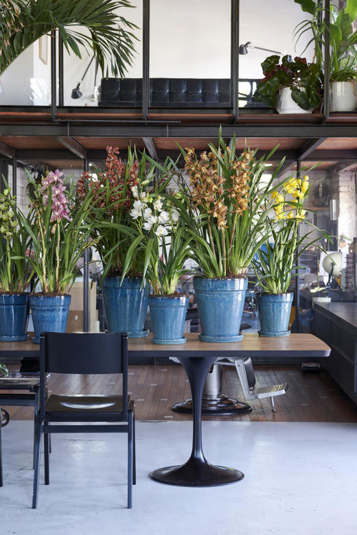 Storczyk Cymbidium (Cymbidium)