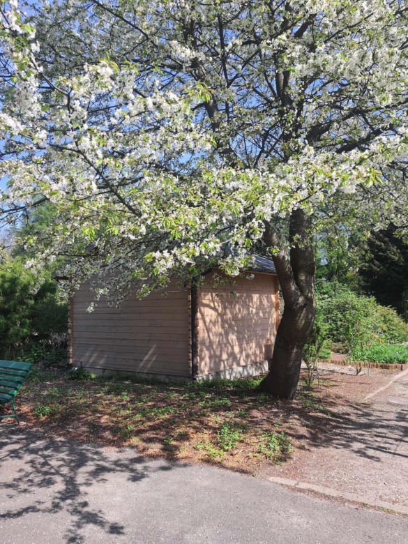 Kwitnące wiśnie i magnolie w Ogrodzie Botanicznym w Powsinie