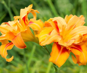 liliowce