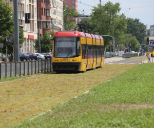 Torowisko na Grochowskiej w końcu pokrył rozchodnik