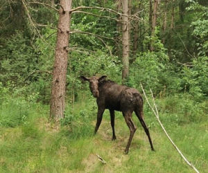 Uratowano tonącego w bagnie łosia