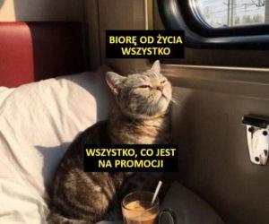 Koty opanowały internet!