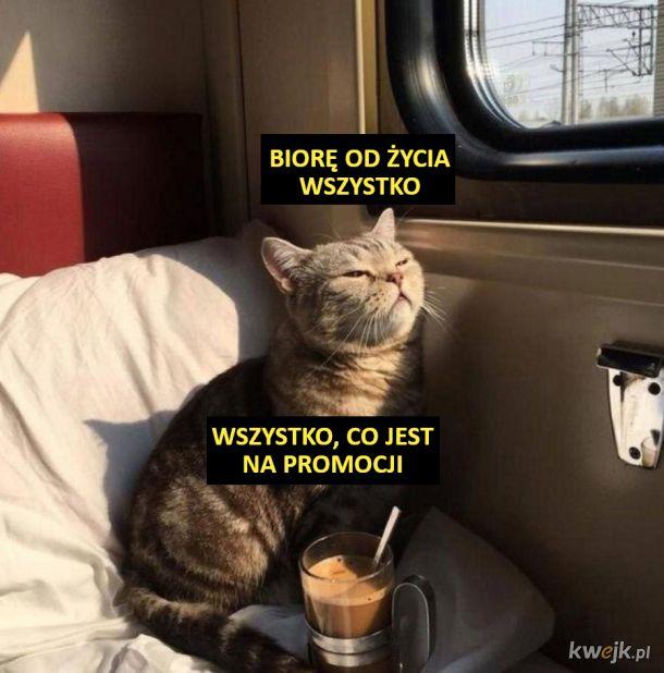 Koty opanowały internet!