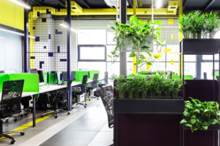 Zieleń w biurze – jak rośliny wpływają na komfort pracy
