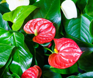 Najbardziej trujące kwiaty doniczkowe. Sprawdź, czy nie masz ich w domu.