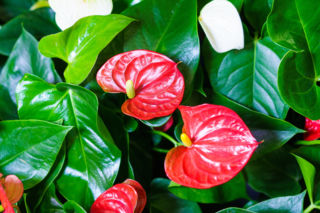 Kwiaty domowe w sypialni, które Cię trują. Tych roślin lepiej nie mieć w domu