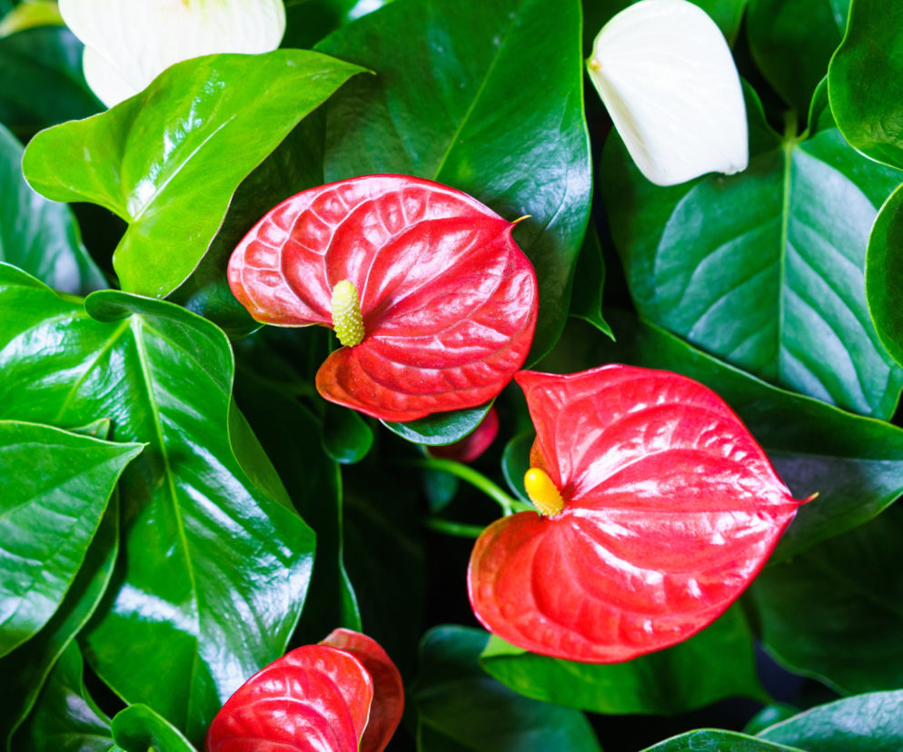 Najbardziej trujące kwiaty doniczkowe. Sprawdź, czy nie masz ich w domu.