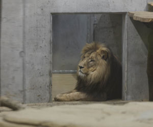 Zoo Opole. Lwy na wybiegu po 24 latach! Wielkie koty wróciły [ZDJĘCIA]