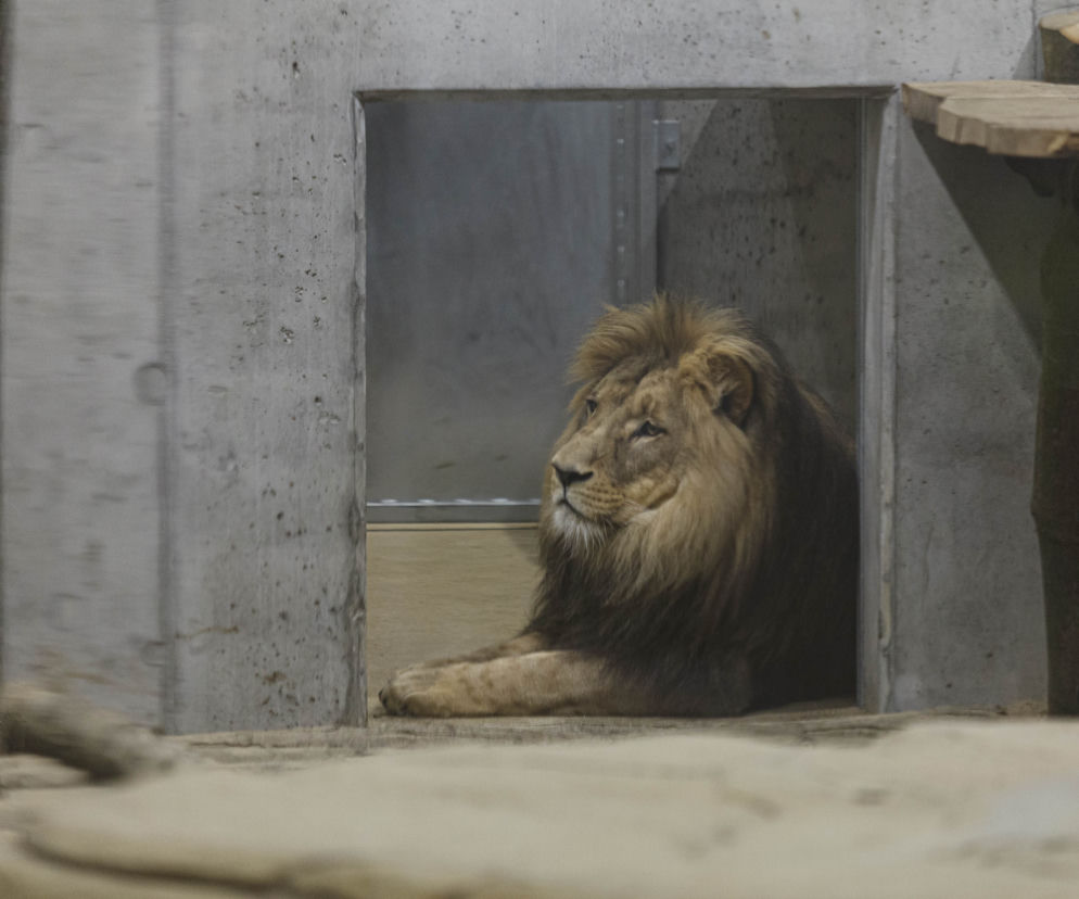 Zoo Opole. Lwy na wybiegu po 24 latach! Wielkie koty wróciły [ZDJĘCIA]