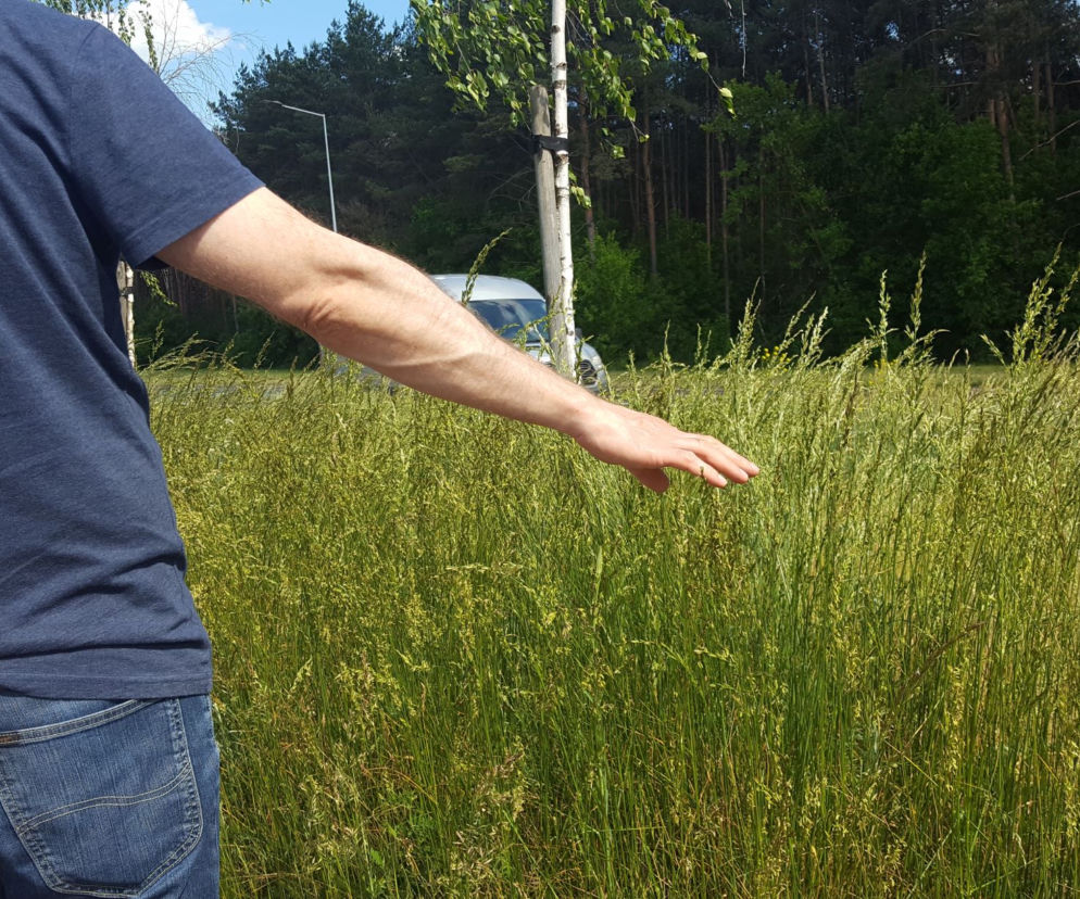 Tak wysokich chwastów przy drogach w Lesznie dawno nie oglądaliśmy