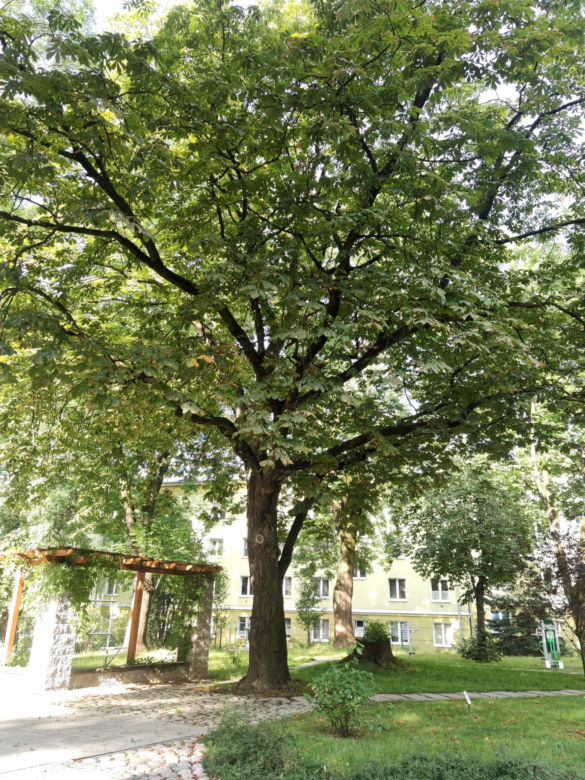 Lublin ma nowe pomniki przyrody!