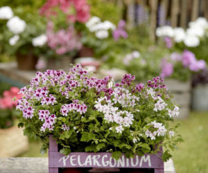 Ciekawe pomysły na aranżacje z pelargonii