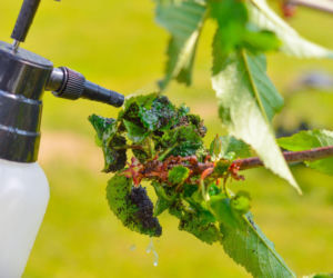 Pozbądź się mszyc! Sprawdź domowe sposoby na mszyce