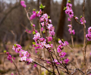 Wawrzynek wilczełyko