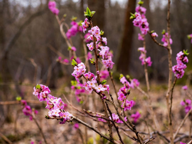 Wawrzynek wilczełyko