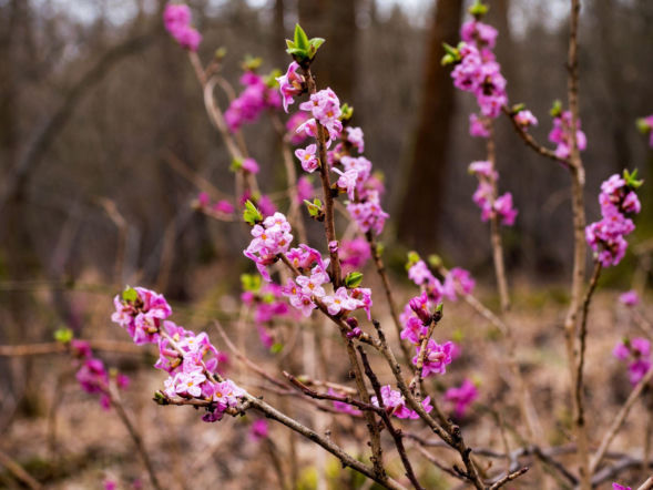Wawrzynek wilczełyko