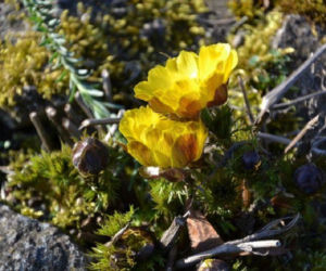 Miłek wiosenny, Adonis vernalis