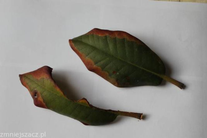 Rododendrony chorują, liście zasychają