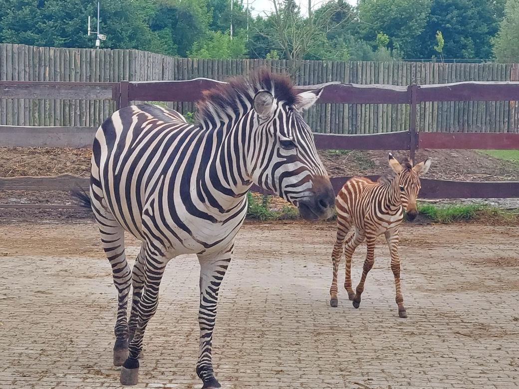 Mała zebra w zamojskim ZOO