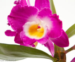 Storczyk Dendrobium