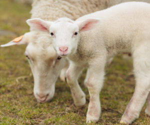 Nowe jagnięta w Zwierzętarni ZUT