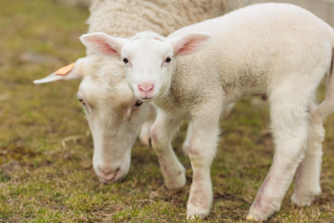 Nowe jagnięta w Zwierzętarni ZUT