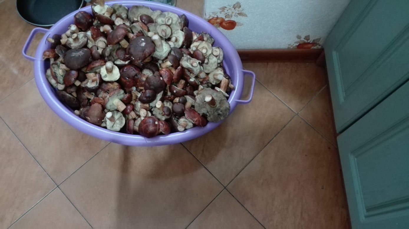 Wielkie grzybobranie w Wielkopolsce