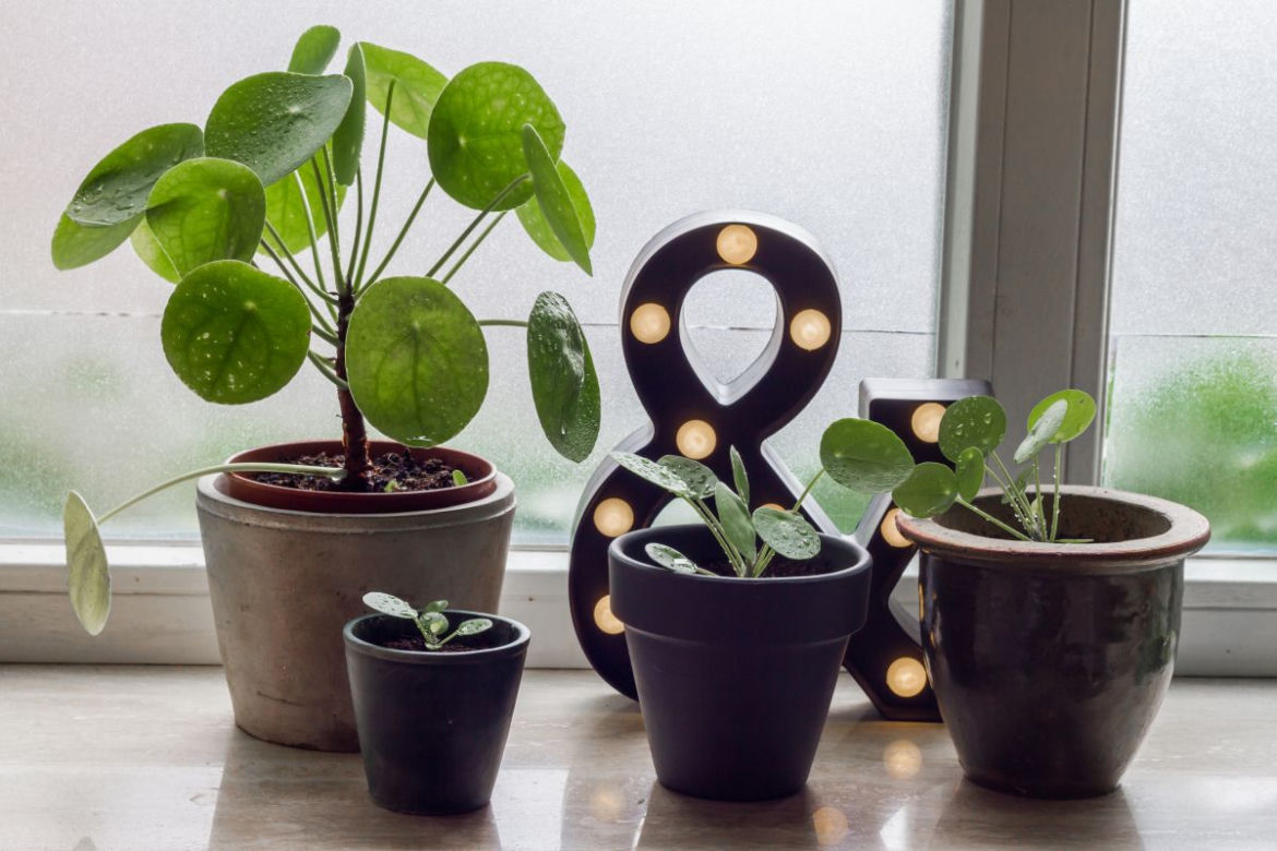 Pieniążek (Pilea peperomioides)