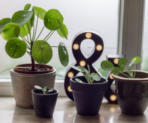 Pieniążek (Pilea peperomioides)