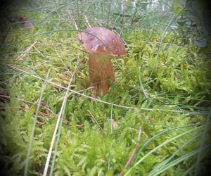 Grzybobranie 2017 w Bydgoszczy i okolicach [ZDJĘCIA CZYTELNIKÓW]