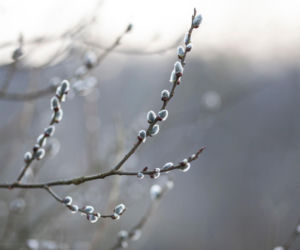 Wiosna zwolni tempo? IMGW prognozuje chłodniejszy marzec w Polsce
