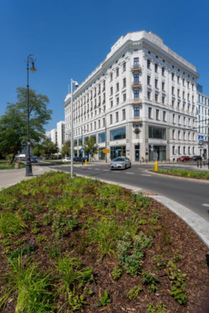„Ale się wyciągnęła!”. Sprawdzamy, jak wygląda zasadzona w zeszłym roku miejska zieleń - ZDM Warszawa