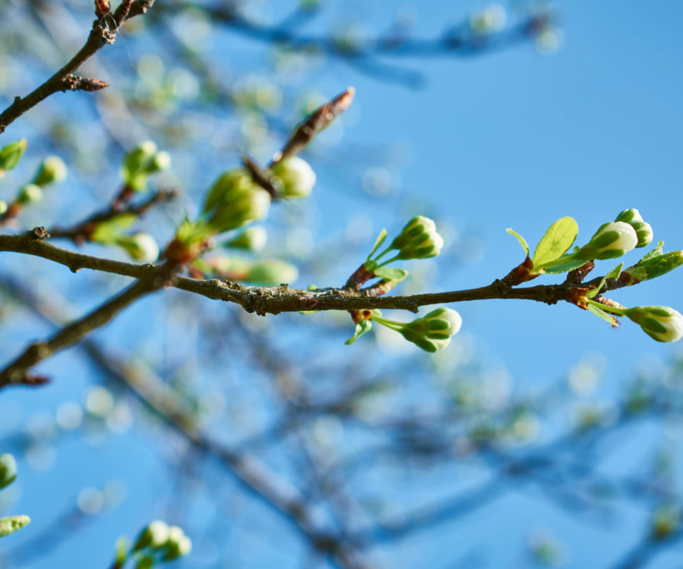 Mróz odpuści z hukiem! Nadchodzi nagłe ocieplenie i „wiosenne” temperatury nawet do 17°C