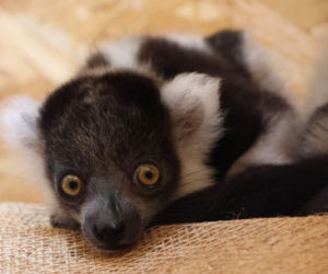 To wielki sukces polskiego zoo! Na świat przyszły jedne z najrzadszych lemurów