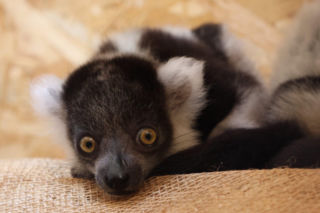 To wielki sukces polskiego zoo! Na świat przyszły jedne z najrzadszych lemurów