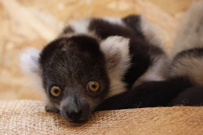 To wielki sukces polskiego zoo! Na świat przyszły jedne z najrzadszych lemurów
