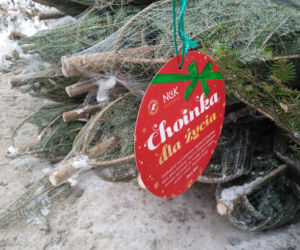 Oddaj krew i odbierz świąteczne drzewo! Akcja „Choinka dla życia” znów w Ostrzeszowie