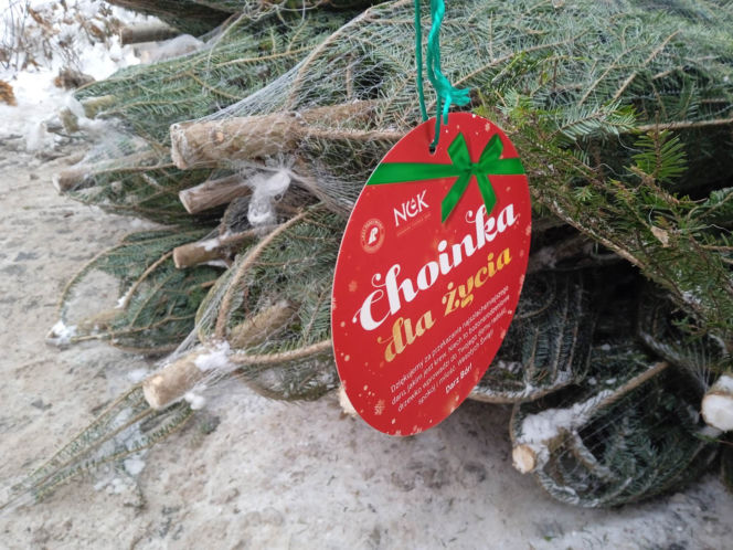 Choinka dla życia. Oddaj krew i zabierz choinkę do domu