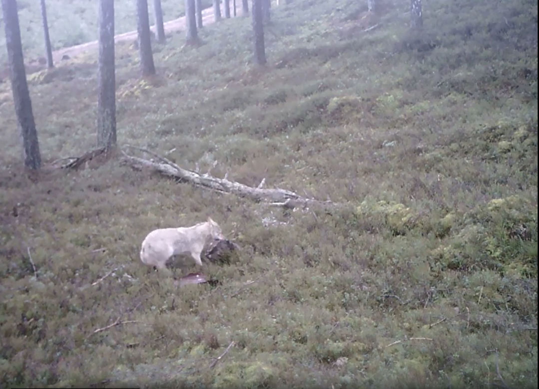 Biały wilk i jego ofiara uchwycone przez kamerę. Fascynujące nagranie z Pomorskiego [ZDJĘCIA]