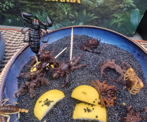 Królowe przetrwania reagują na pierwszy odcinek. Śmiech, łzy i marsowe miny