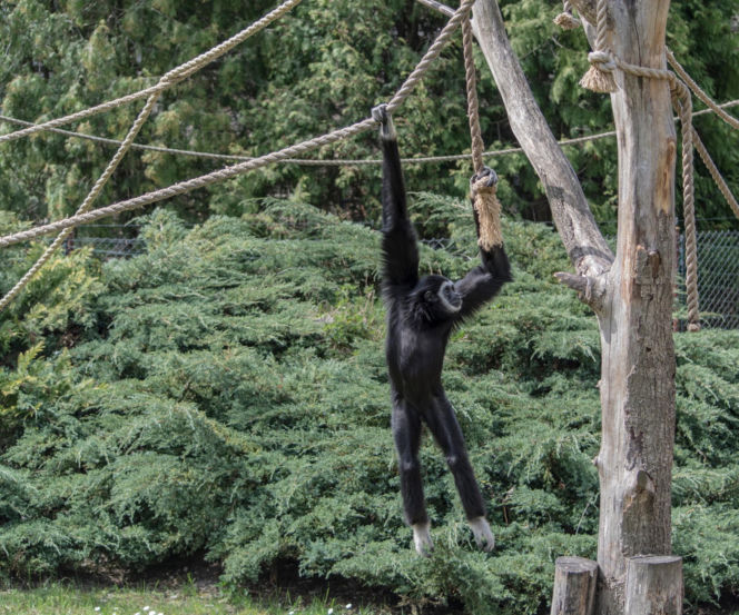 Najlepsze ogrody zoologiczne w Polsce [ZDJĘCIA]