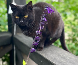 Metamorfoza Domu pod królikiem