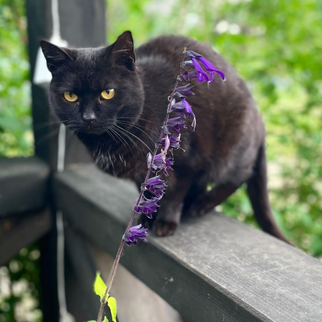 Metamorfoza Domu pod królikiem