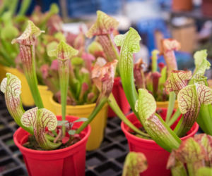 Kapturnica (Sarracenia)