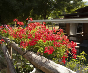 pelargonia6.jpg