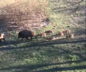 Wataha dzików w Toruniu! Zaatakowały na Rubinkowie